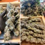 Cannabis seeds Ice Cream Haze® from Dutch Passion